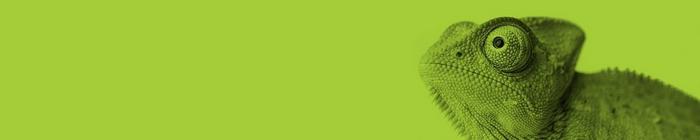 DVS Gecko on Green Background