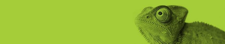 DVS Gecko on Green Background