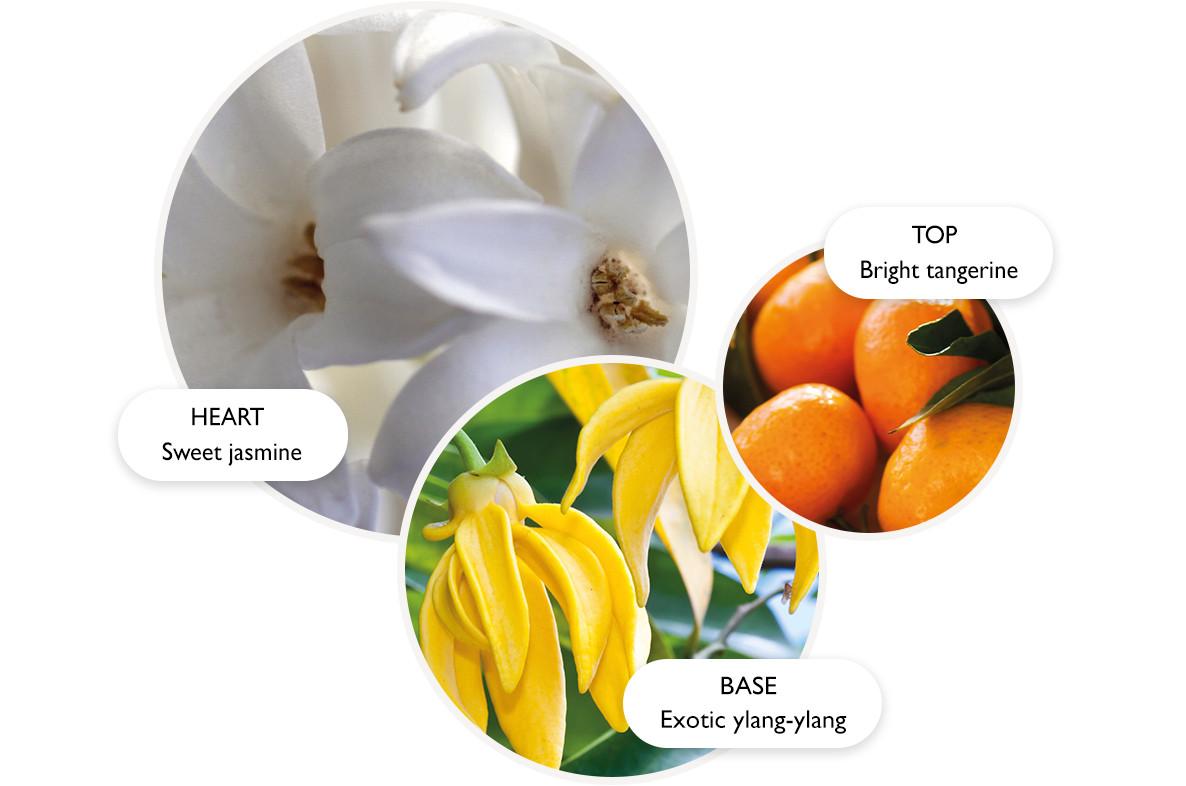 An image of Molton Brown, Fragrance Pyramid, Relaxing Ylang-Ylang, EDT