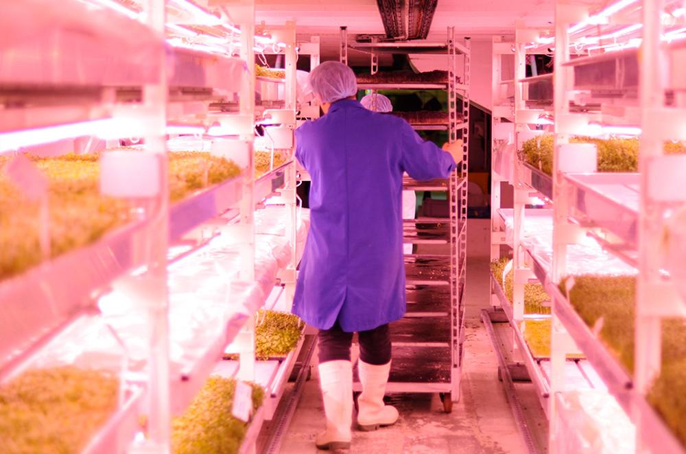 An image of Molton Brown botanicals grown underground in London using the latest hydroponic systems