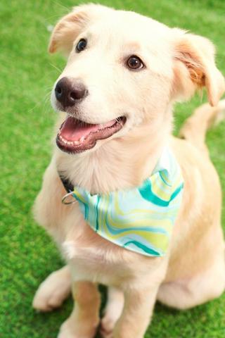 Bandana
