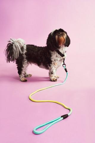 Leash