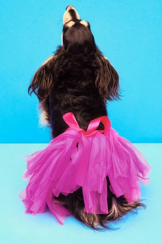 Pet Clothing - Tutu