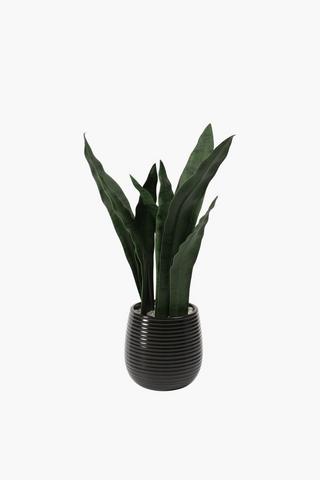 Ceramic Potted Sansevieria