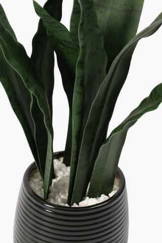 Ceramic Potted Sansevieria