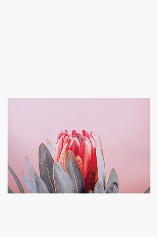 Princess Protea Canvas, 40x60cm