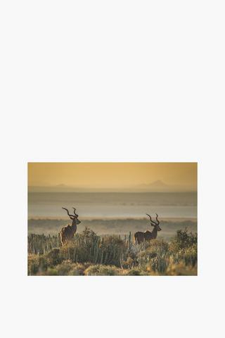 Wild Kudu Canvas, 60x90cm