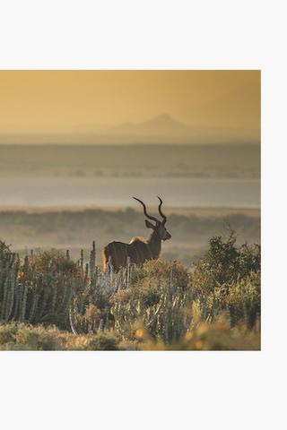 Wild Kudu Canvas, 60x90cm