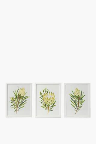 3 Piece Framed Protea Canvas 30x40cm