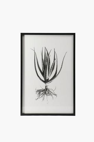 Framed Aloe, 60x90cm