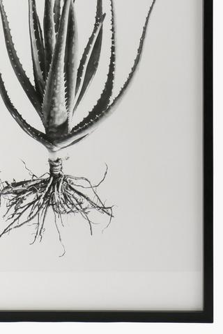 Framed Aloe, 60x90cm