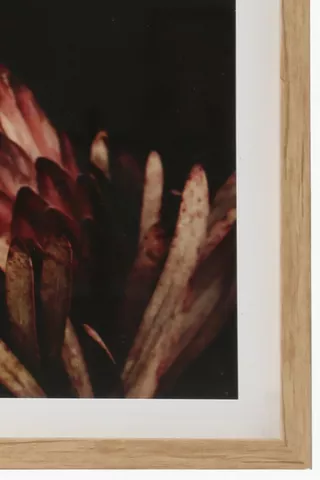 Framed Deep Protea, 40x60cm