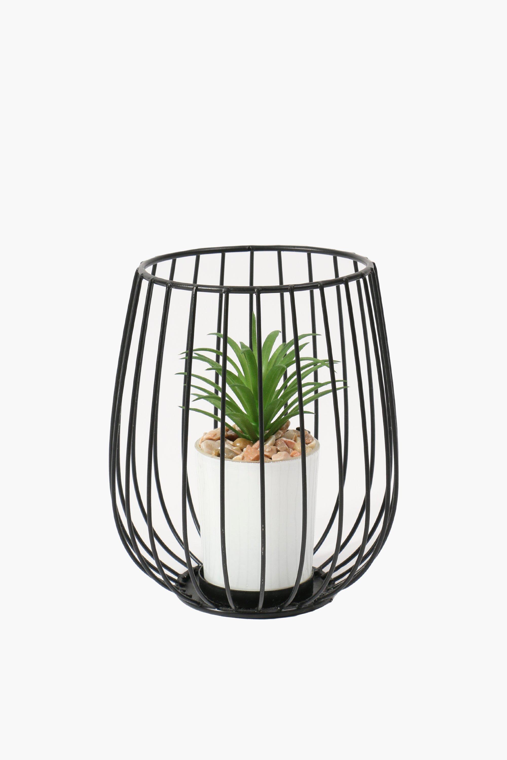 Wild Cage Succulent, 13x15cm