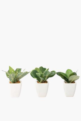 Leafy Assorted Succulents, 5x11cm