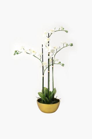 Gold Potted Multi-stem Orchid, 68cm