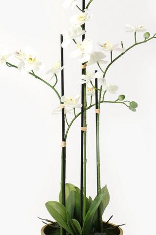 Gold Potted Multi-stem Orchid, 68cm