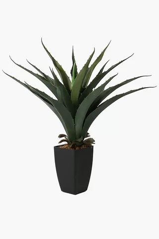Potted Spiked Aloe, 60cm