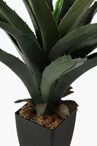 Potted Spiked Aloe, 60cm