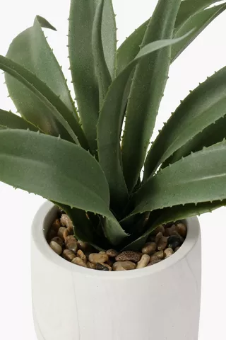 Marble Potted Frosted Aloe 26cm