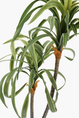 Embossed Pot Yucca Tree, 78cm