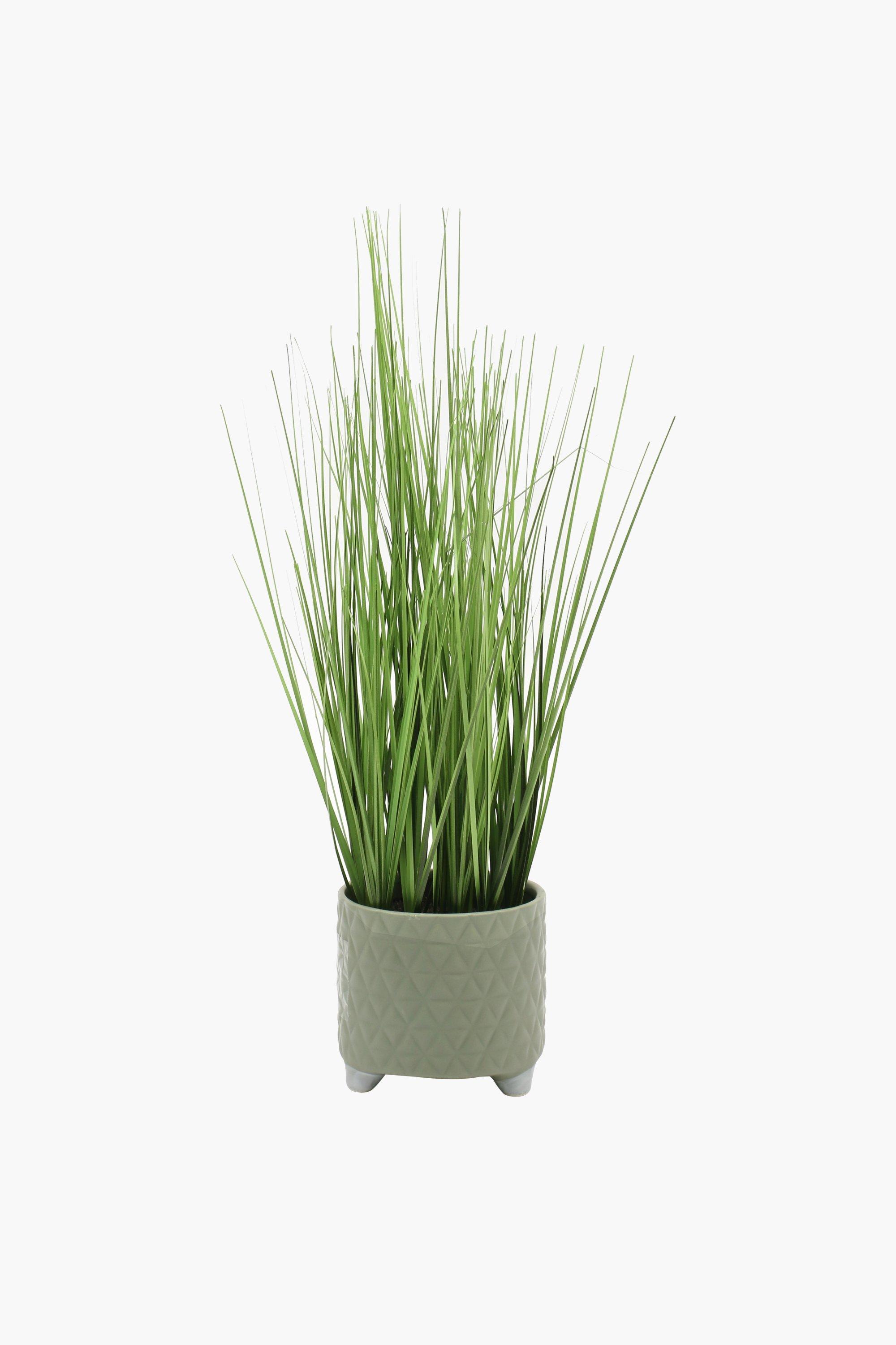 Sage Grass Plant, 48cm