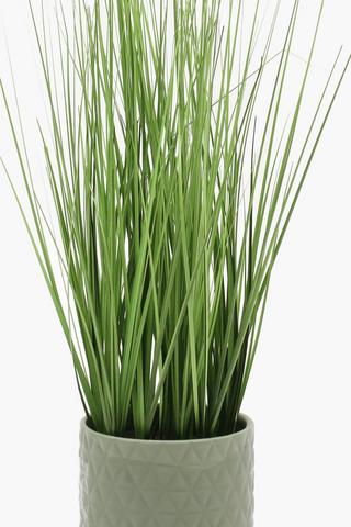 Sage Grass Plant, 48cm