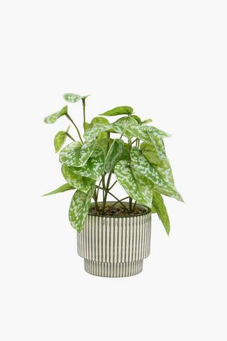 Stripe Potted White Spot Plant, 22cm