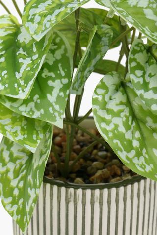 Stripe Potted White Spot Plant, 22cm