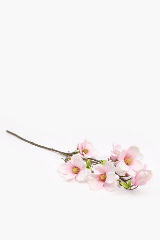 Magnolia Multi-stem, 110cm