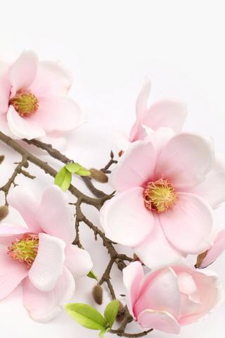 Magnolia Multi-stem, 110cm