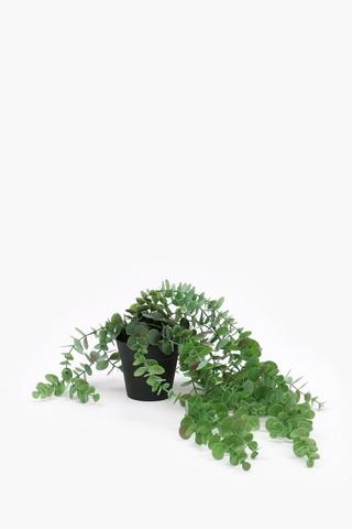 Trailing Penny Gum, 45cm