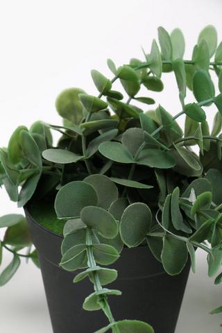 Trailing Penny Gum, 45cm