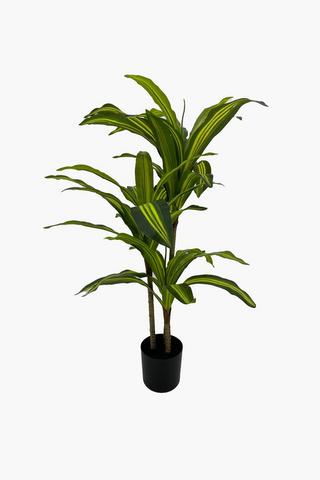 Dracaena Tree, 90cm
