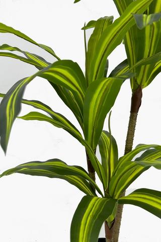 Dracaena Tree, 90cm