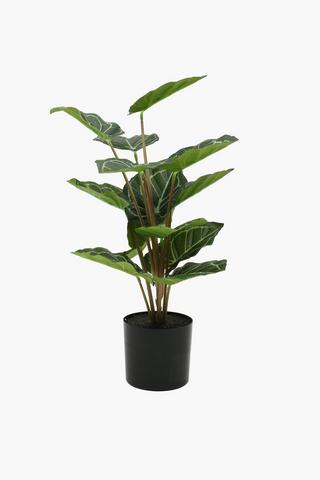Heart Leaf Plant, 49cm