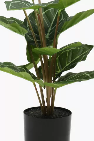 Heart Leaf Plant, 49cm
