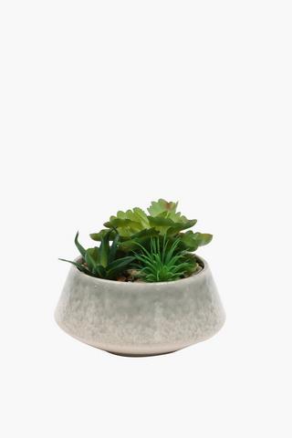 Reactive Potted Succulent, 16x11cm