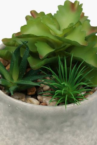 Reactive Potted Succulent, 16x11cm