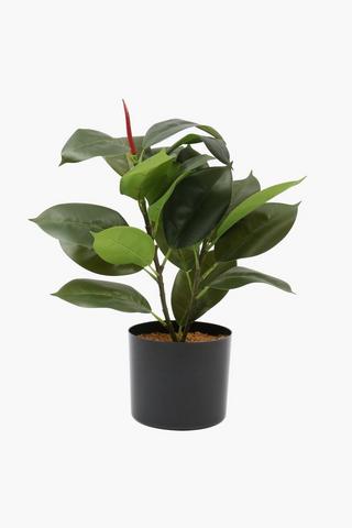 Potted Ficus, 52cm
