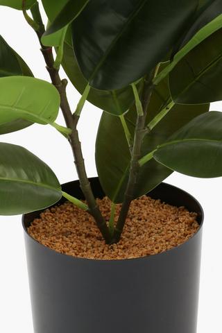 Potted Ficus, 52cm