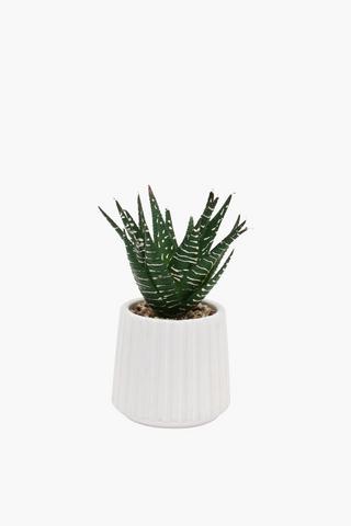Ribbed Pot Mini Succulent, 16cm