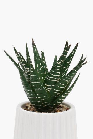 Ribbed Pot Mini Succulent, 16cm
