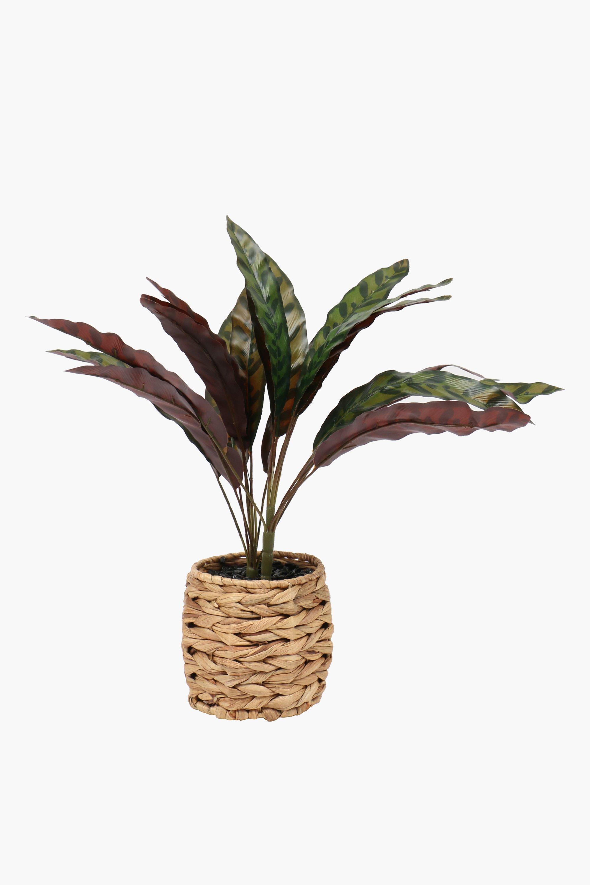 Basket Potted Mottle Leaf, 43cm