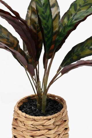 Basket Potted Mottle Leaf, 43cm