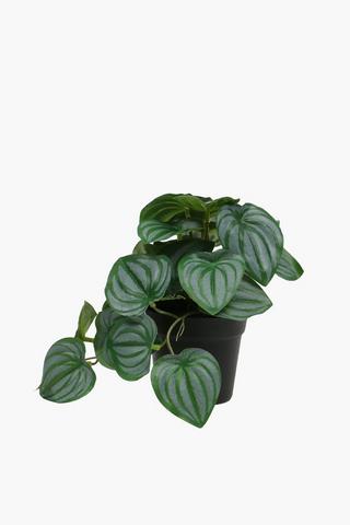 Variegated Heart Leaf, 17cm