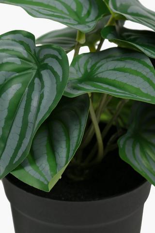 Variegated Heart Leaf, 17cm