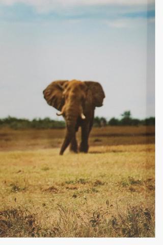 Giant Ellie Canvas, 40x60cm