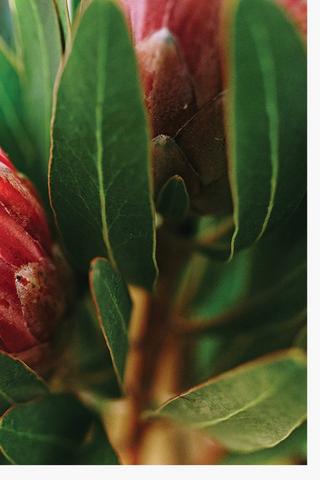 Fynbos Protea Canvas, 40x60cm