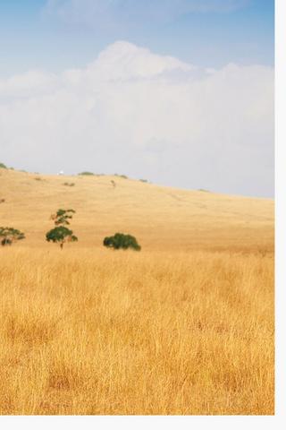 Giraffe Veld Canvas, 40x60cm