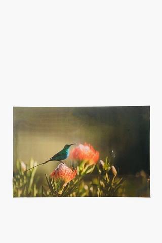 Hummingbird Canvas, 40x60cm
